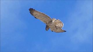 Águila culebrera Circaetus gallicus [upl. by Otit321]