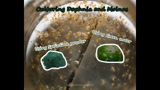 How To Culture Daphnia and Moinas using Green Water Spirulina powder [upl. by Sidney]