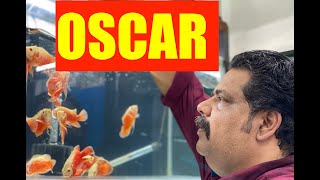 Oscar Fish Keeping  Oscar Fish Aquarium  Mayur Devs Tips for Oscar fish Keeping HD 1080p [upl. by Refotsirc]