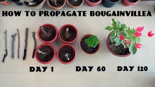 How to Propagate Bougainvillea from Cuttings [upl. by Bow]