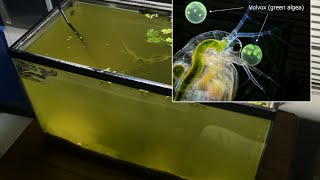 Raising Daphnia for the Freshwater Aquarium [upl. by Hobbie]