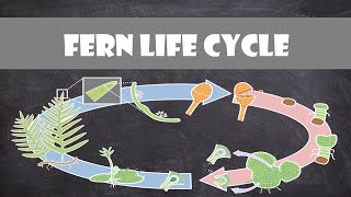 Fern Life Cycle  Plant Biology [upl. by Ennayelhsa]