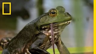 Bullfrogs Eat Everything  National Geographic [upl. by Thier]