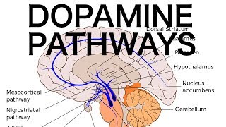 Dopamine Pathways Antipsychotics and EPS [upl. by Ermina522]