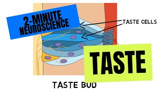 2Minute Neuroscience Taste [upl. by Niccolo]