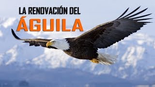 LA RENOVACIÓN DEL ÁGUILA [upl. by Osnofla]