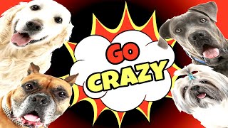 Sounds That Make Dogs Go Crazy GUARANTEED [upl. by Gino]