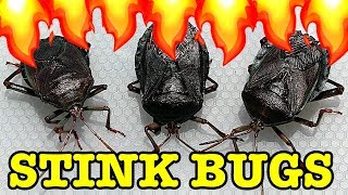 Stink Bug Pest Control Flamethrower Vs Water Save My Lemons [upl. by Ettedualc]