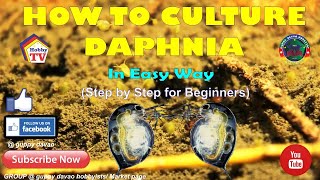 HOW TO CULTURE DAPHNIA In Easy Way [upl. by Ahsinehs]